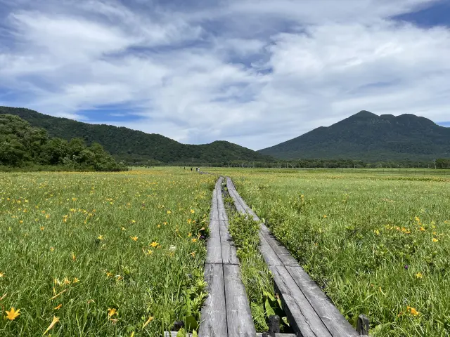 7月下旬には、ニッコウキスゲの花も開き、華やかな雰囲気に