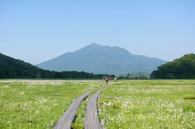 7月になると大江湿原にワタスゲが咲き、あたり一面を白い綿毛で埋め尽くす