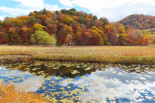 湿原全体がオレンジ色に染まる秋のシーズンもおすすめ