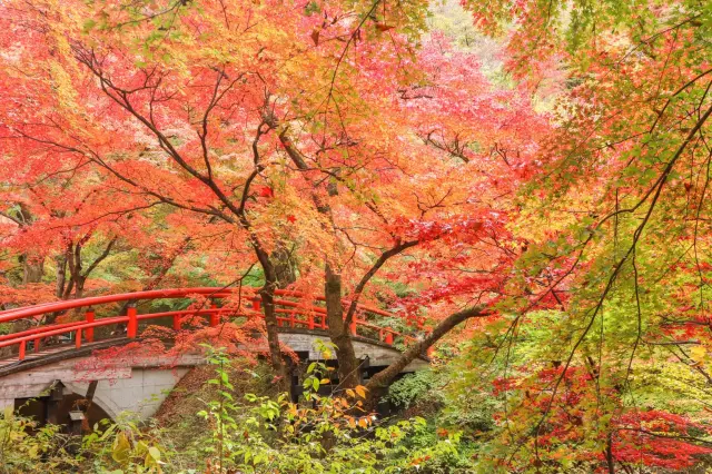 秋になると河鹿橋周辺の木々が紅く色づき、温かな彩りに包まれる