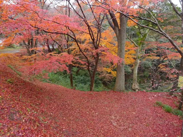 華やかに色づく秋の紅葉シーズン