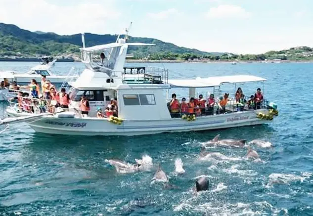 船のそばまで近づくイルカに興奮!