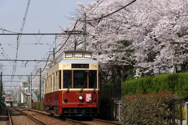 春には桜並木を見ることもできる