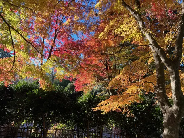 艶やかな秋の紅葉など、季節によって表情を変える景色も見事