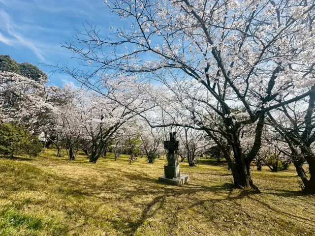 春の公園は花見客で賑わう