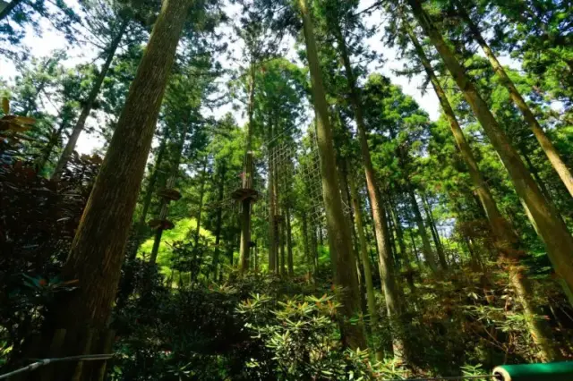 緑あふれる「100年の森」で思いっきり遊べる