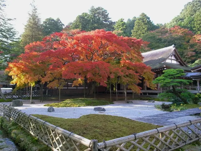 赤く色づく大カエデ