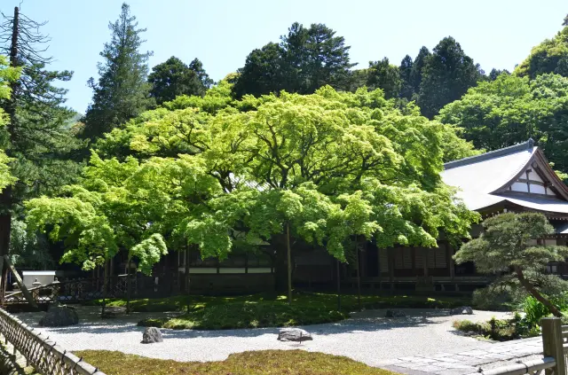 新緑の季節も美しい