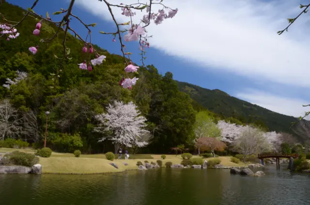 春には河津桜やソメイヨシノが満開に