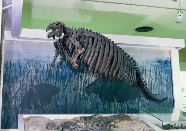 ヤマガタダイカイギュウの実物化石の産状と骨格標本を展示　写真提供：山形県立博物館