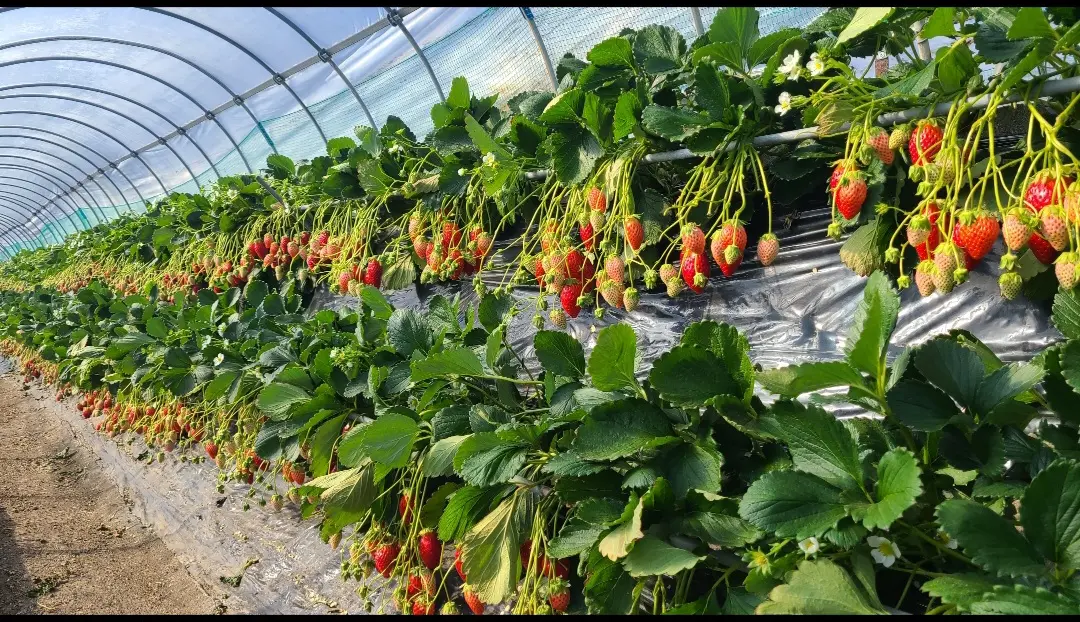 いちご狩りパーク&いちごカフェ久能屋