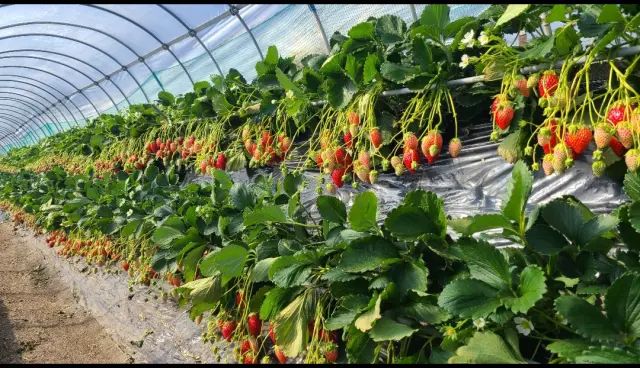 完熟いちごを食べ放題