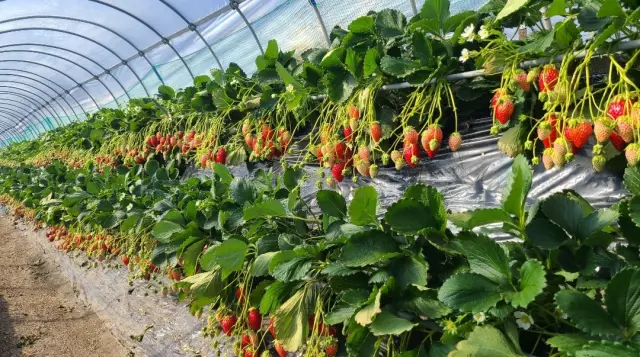 いちご狩りパーク&いちごカフェ久能屋