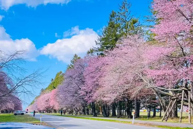 “日本一の桜並木”とも称される