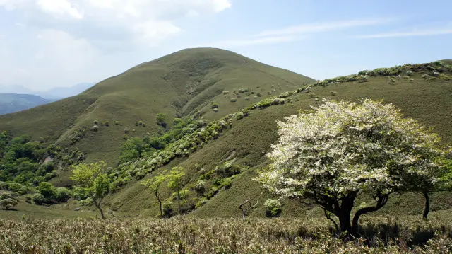 「竜ヶ岳」の山肌を彩るシロヤシオ