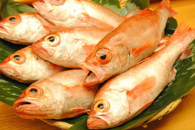 のどぐろのコース料理(4月〜10月限定)も人気