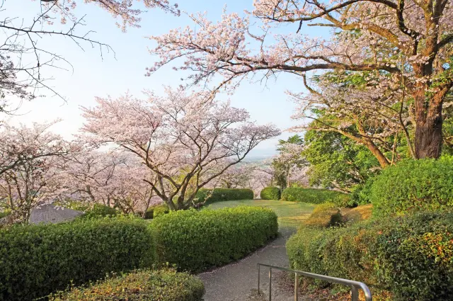 發心公園的櫻花(照片:PIXTA)