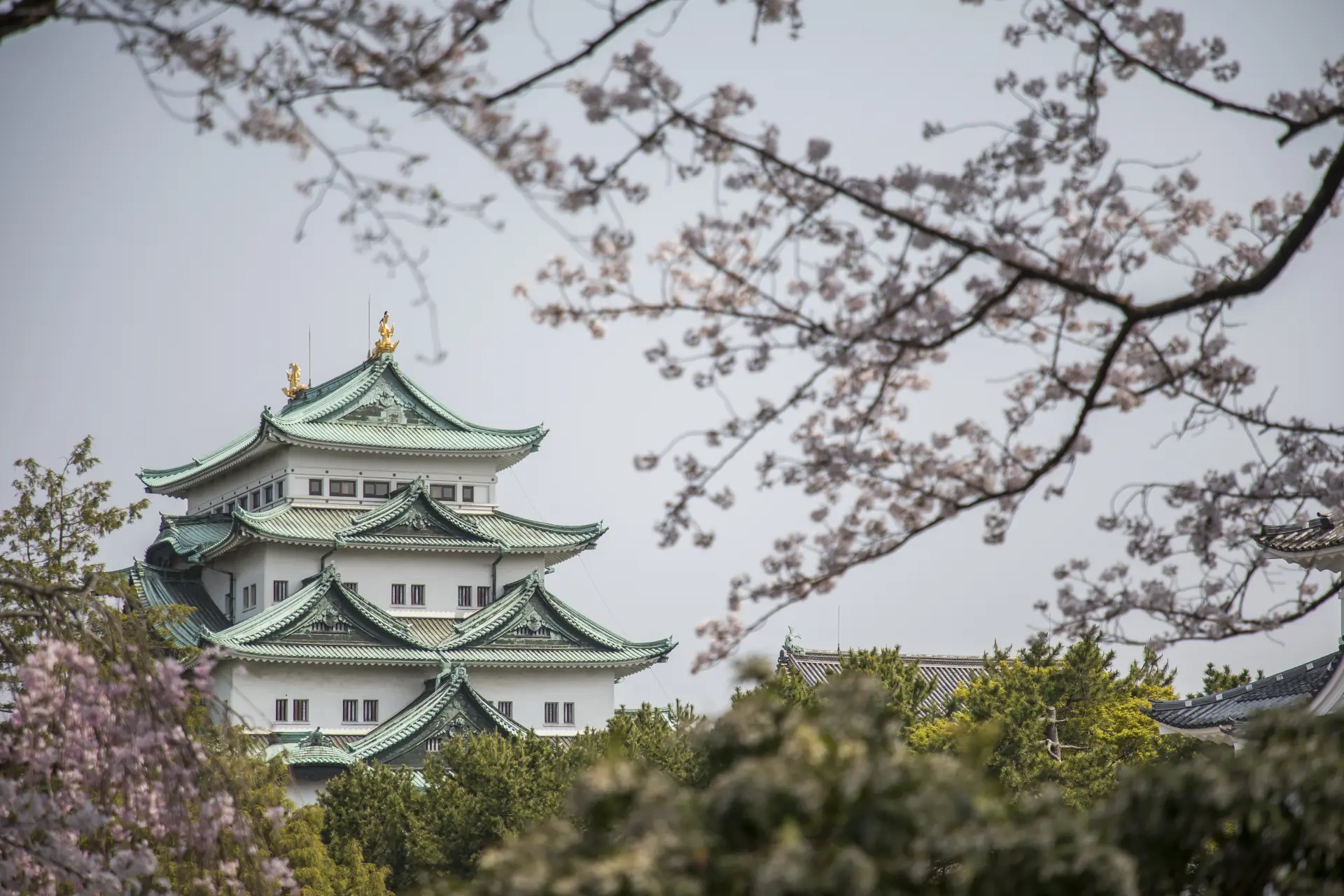 Nagoya Castle Spring Festival  
Nagoya Castle Cherry Blossom Festival
