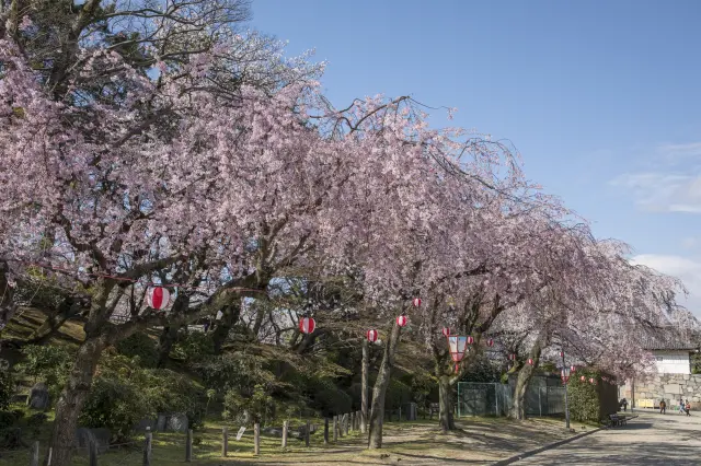 The best time to view them is typically from late March to early April.