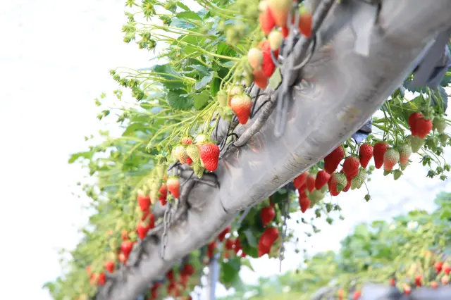 農マル園芸 吉備路農園