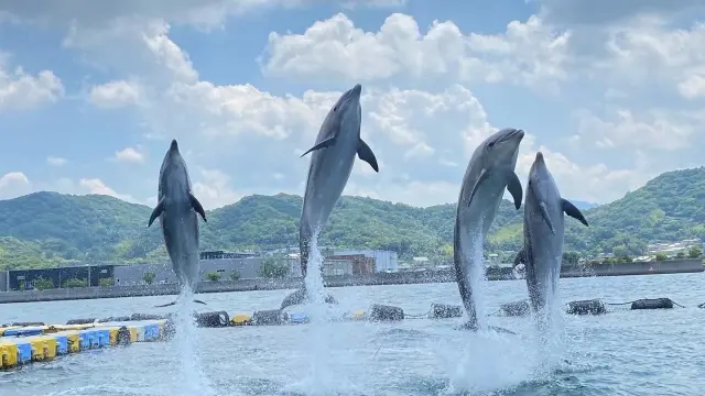 イルカと遊ぶことができる