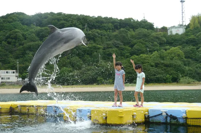 イルカに指示を出すトレーナー体験