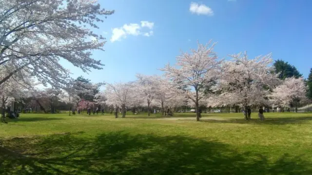 仙台市内随一の桜の名所としても知られる