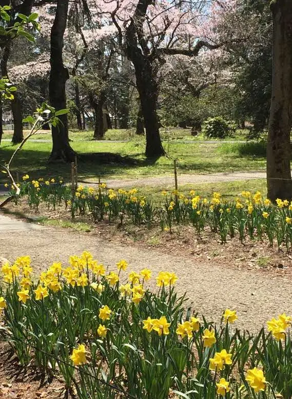 スイセンとサクラが美しい、歩話人(ほわっと)ロード