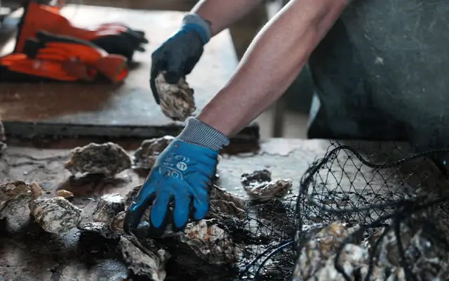 採れたての「能登牡蠣」を選定する様子