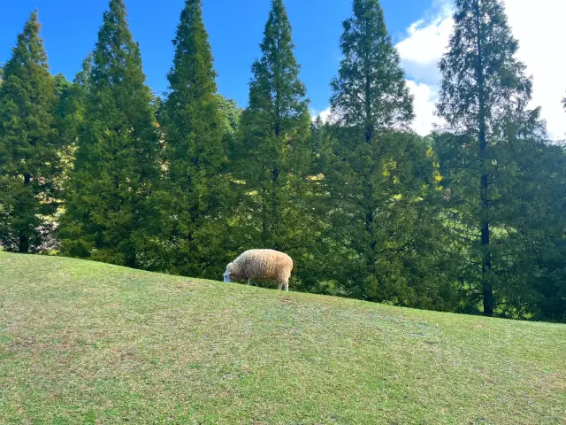 神戸市立六甲山牧場