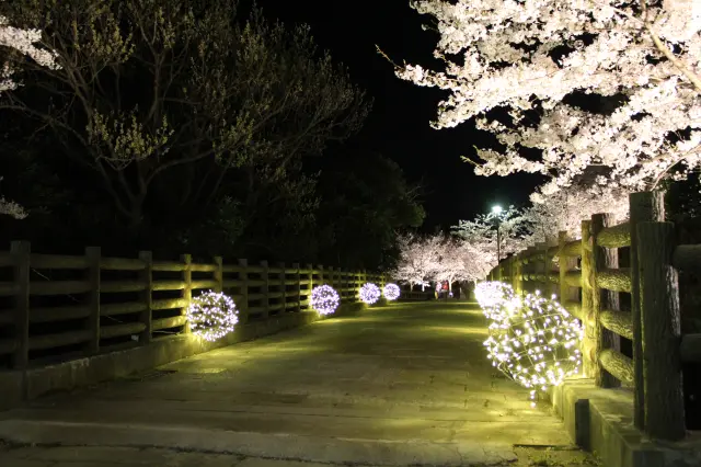 桜のシーズンは夜のライトアップも実施