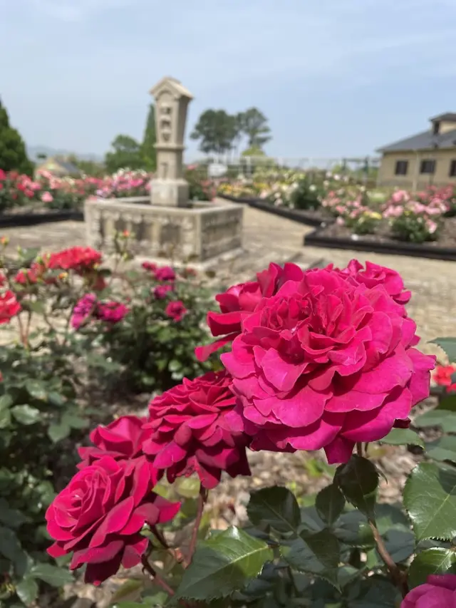 100種類以上のバラが咲くバラ園