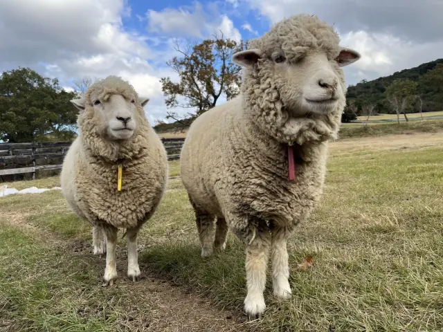 淡路ファームパーク イングランドの丘
