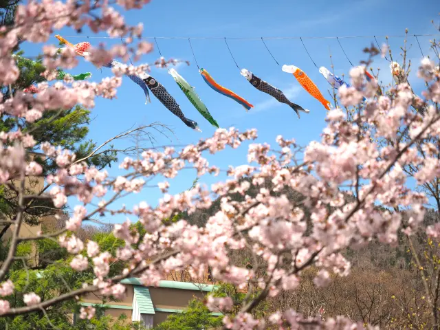 桜の景観と重なる鯉のぼり