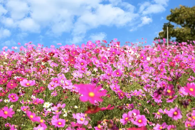 約10万本のコスモスが咲く「コスモスの丘」は春には菜の花畑が一面に広がる