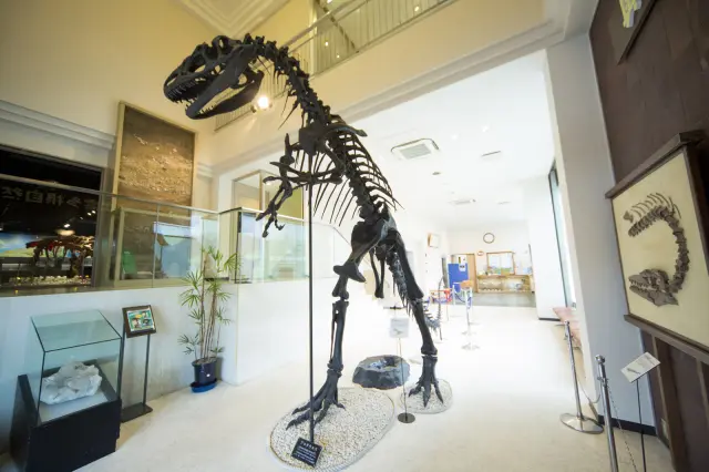 アロサウルスの大きさを体感できる、迫力の骨格展示