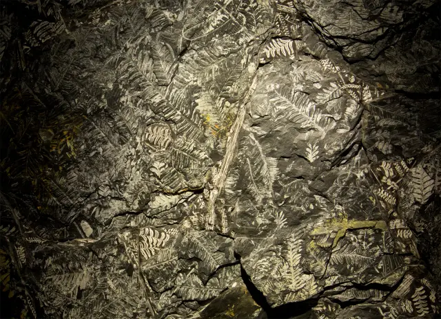 多数の化石や鉱物で約40億年の生命のあゆみを紹介