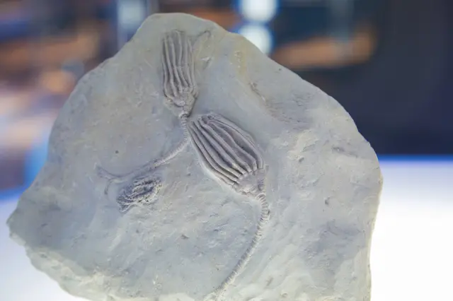 生命の母なる海をテーマにした展示もある