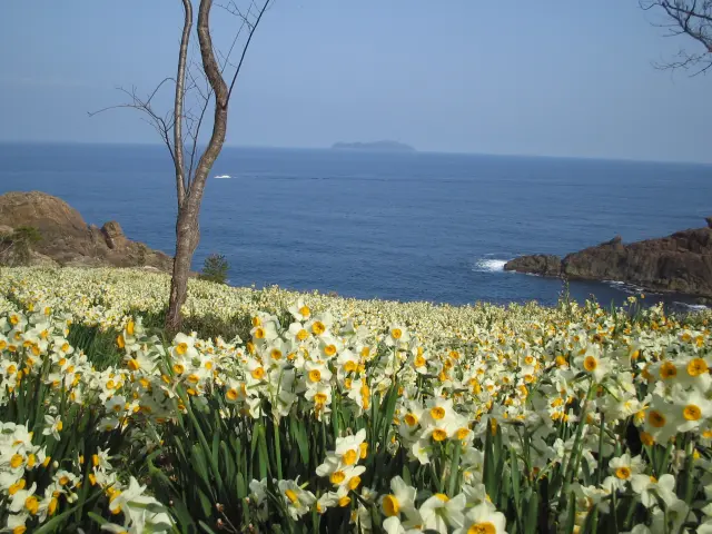冬の日本海を背景に、約200万球を超える日本水仙が咲く美しい景観が広がる