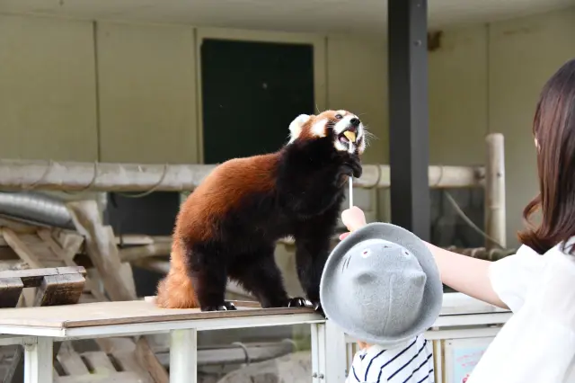 徒歩で見学できる動物ふれあい広場