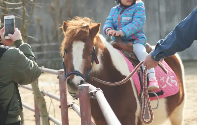 乗馬体験もできる