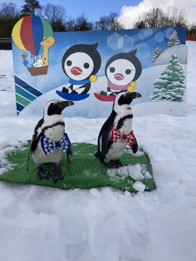 ペンギンデーにはかわいいペンギンに会える（開催されないシーズンもあり）