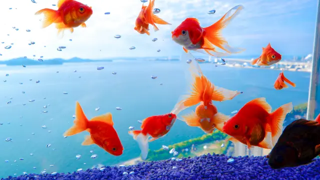 金魚や熱帯魚が瀬戸内の空を泳ぐ「ソラキン」