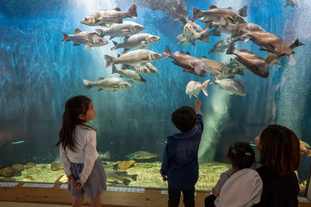島根県立宍道湖自然館ゴビウス