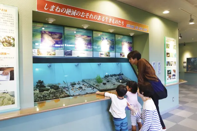ニホンイトヨやオヤニラミなど、島根県内で絶滅が心配されている希少な生きものの展示も