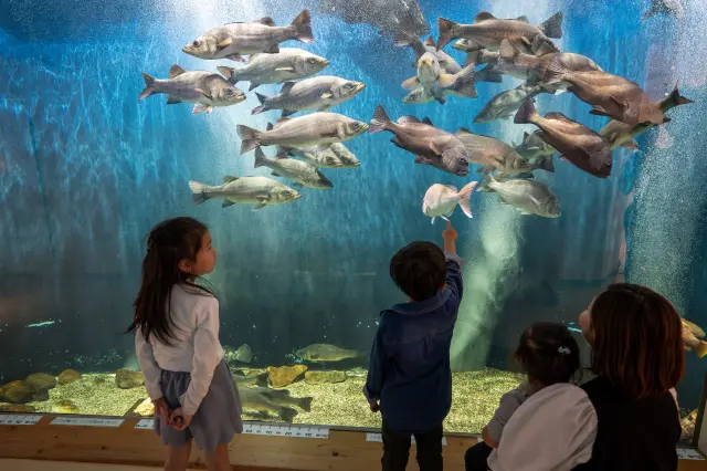 「川から宍道湖へ」、「中海から海へ」をそれぞれテーマにした大型水槽