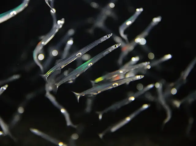 ライティングにより虹色にきらめくシラウオ