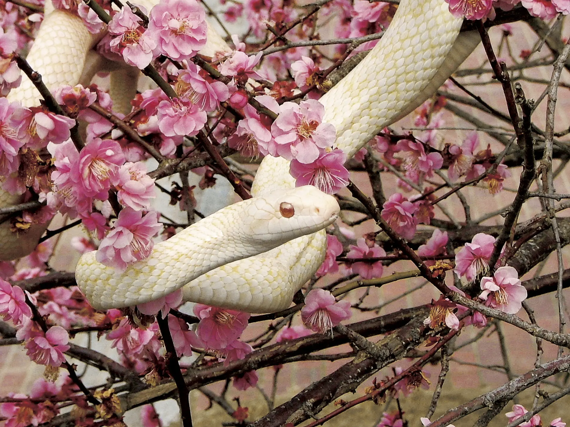 岩国シロヘビの館