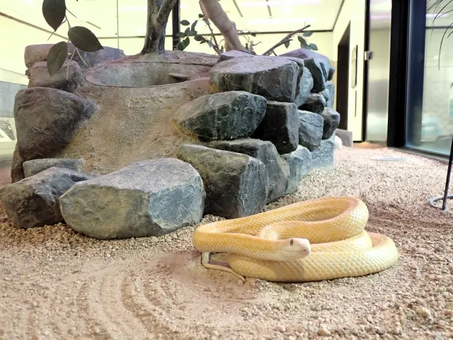 生きたシロヘビを間近で観察