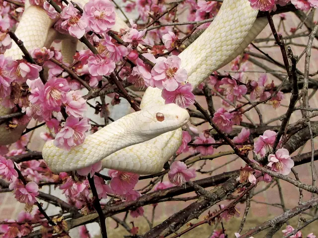 岩国シロヘビの館